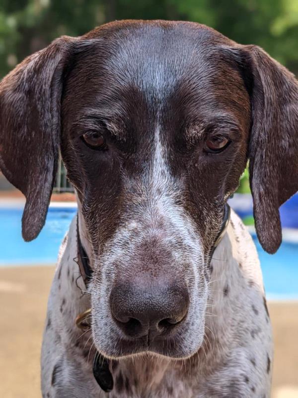 /images/uploads/southeast german shorthaired pointer rescue/segspcalendarcontest2021/entries/21977thumb.jpg